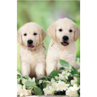 Prehoz na posteľ - šteniatka labradora Attimi